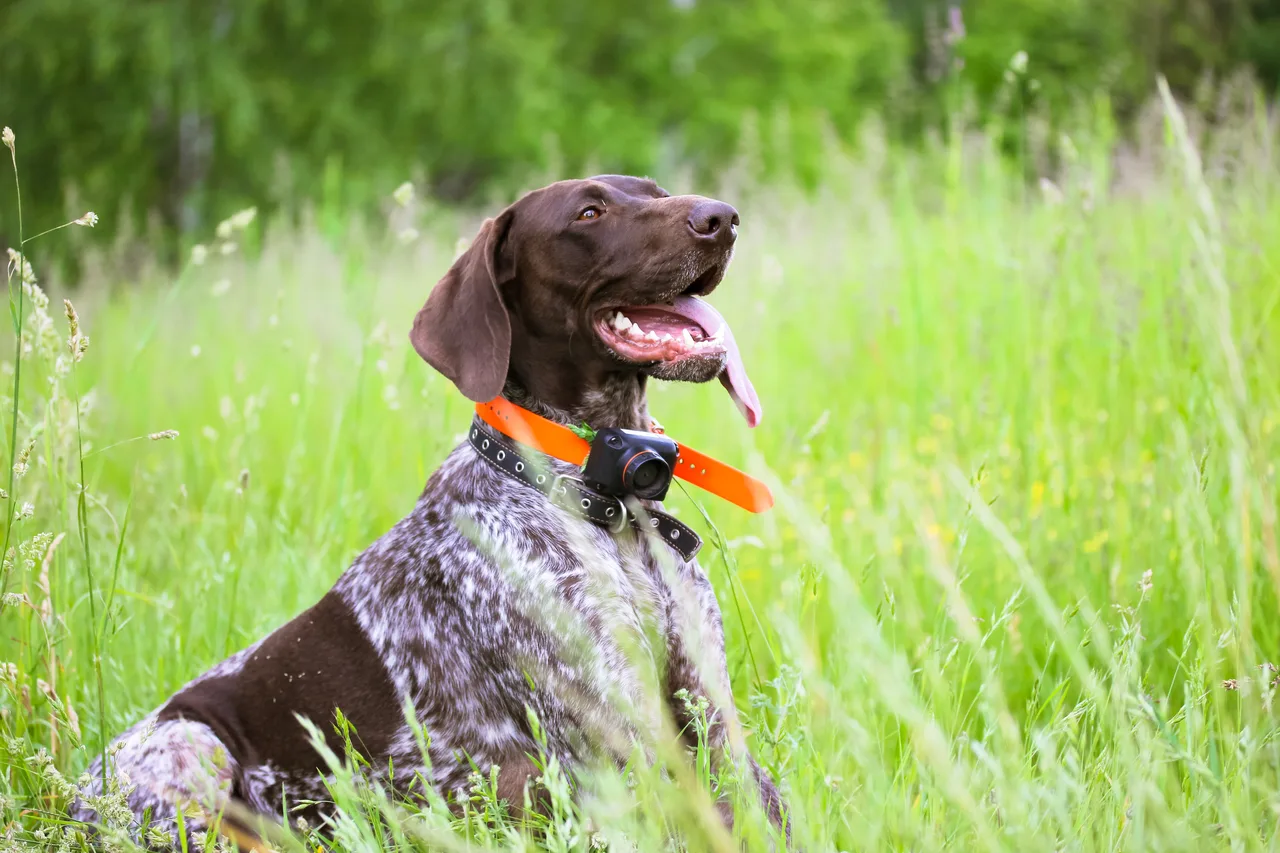Duitse Staande Hond Korthaar