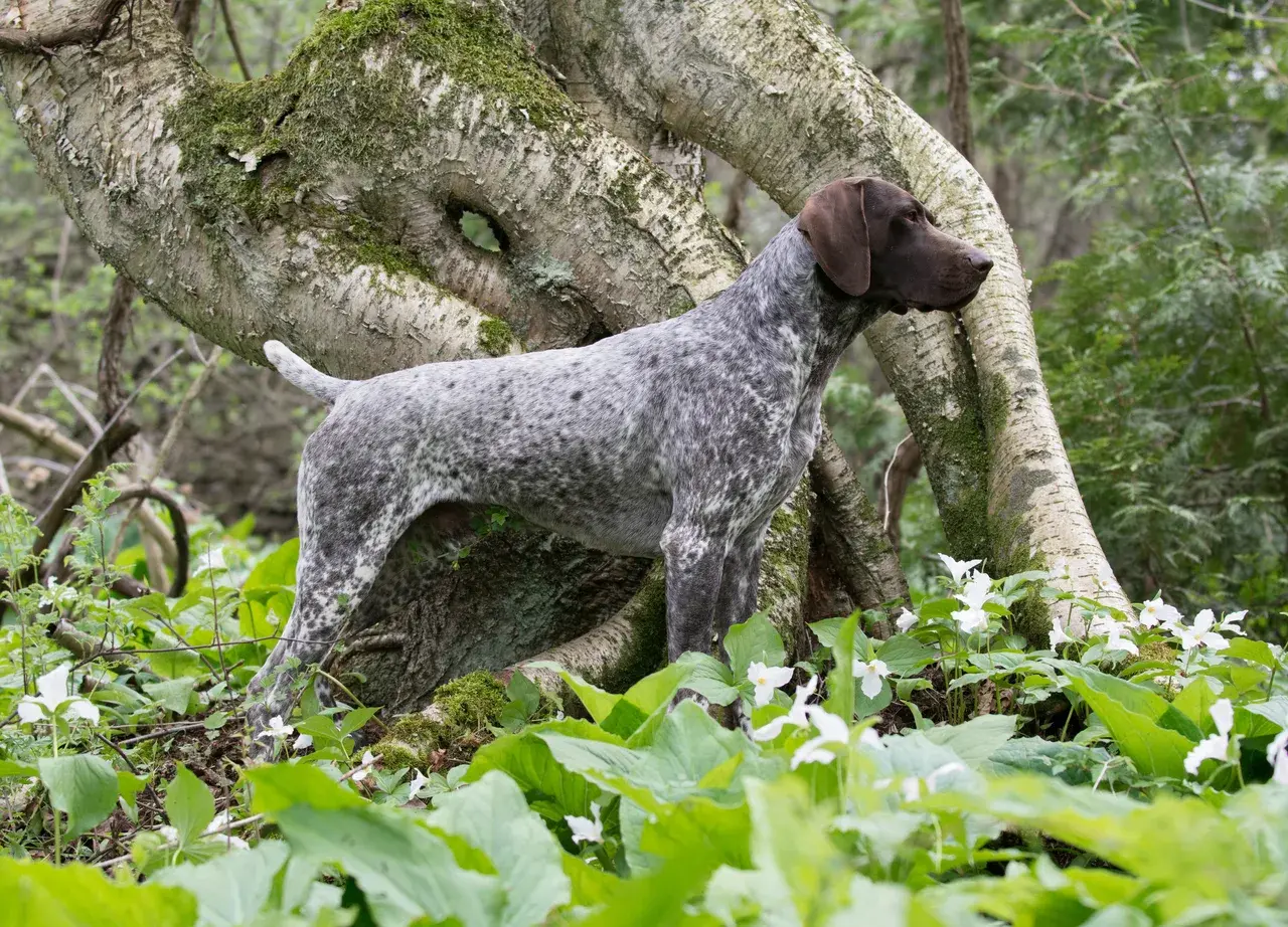 Duitse Staande Hond Korthaar