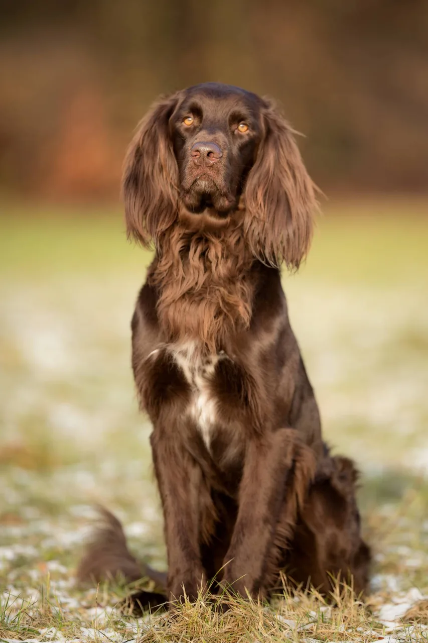 Duitse Staande Hond Langhaar