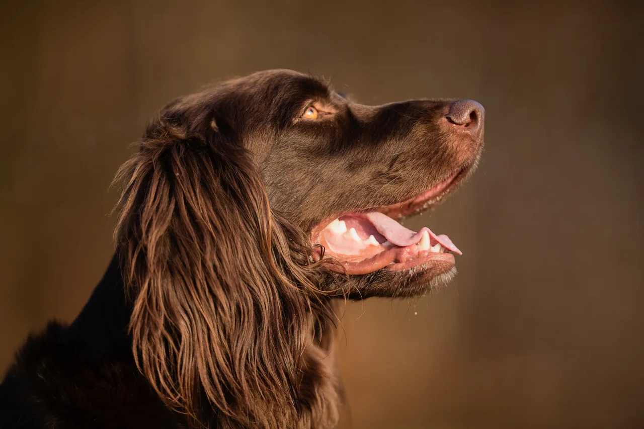 Duitse Staande Hond Langhaar