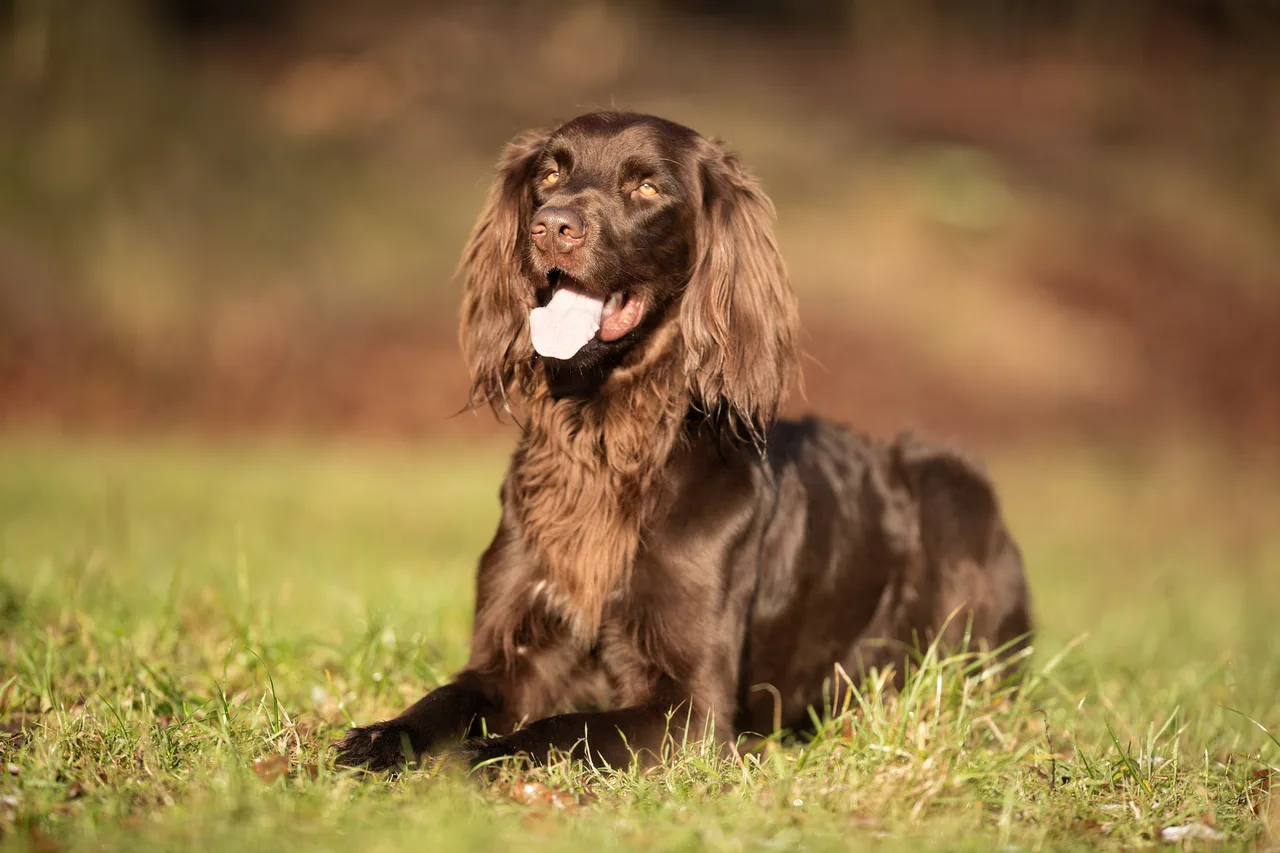 Duitse Staande Hond Langhaar