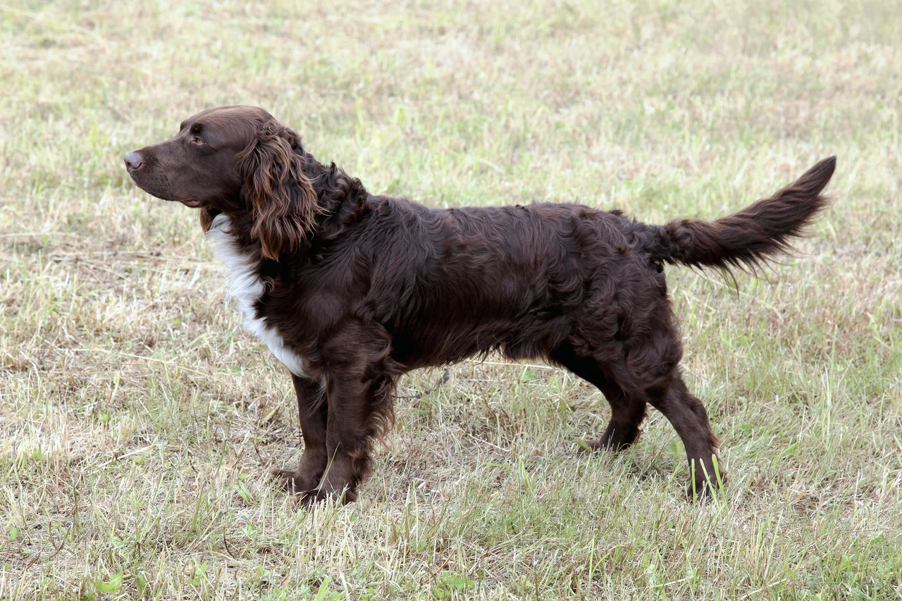 Duitse Wachtelhond