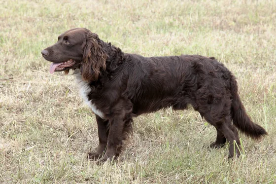 Duitse Wachtelhond