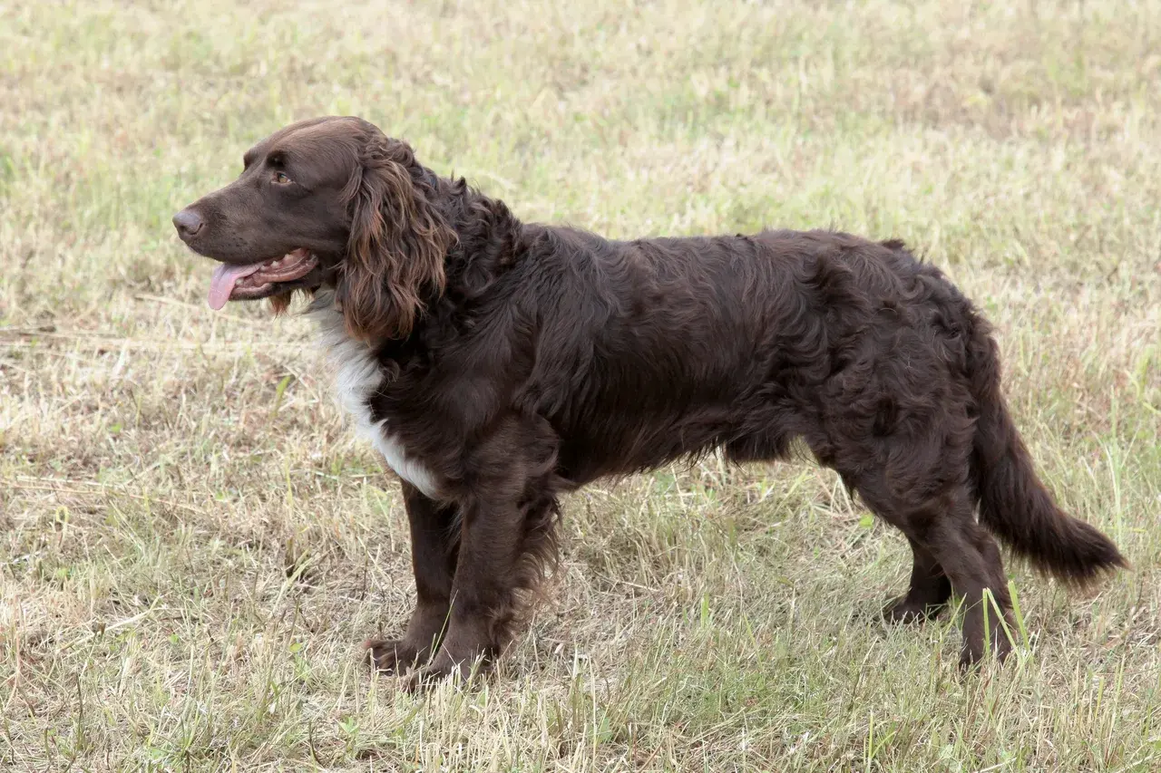 Duitse Wachtelhond