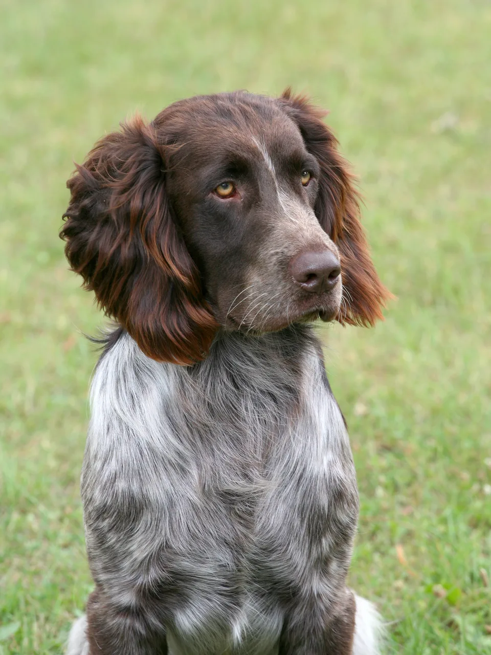 Duitse Wachtelhond