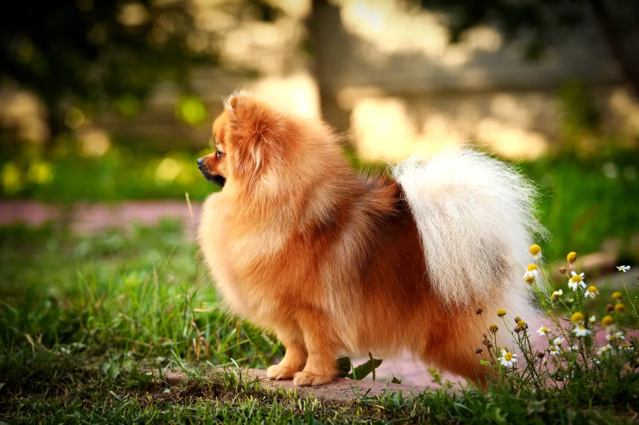 Dwergkeeshond