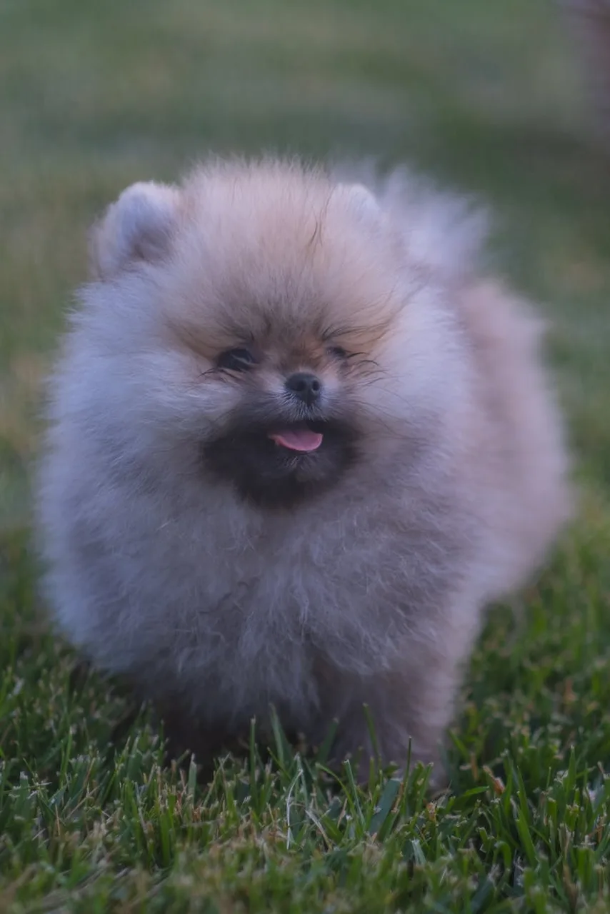 Dwergkeeshond pup