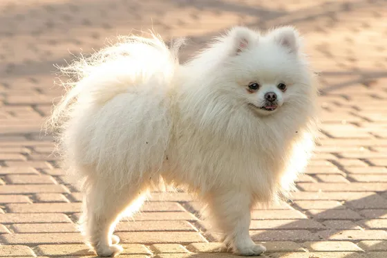 Dwergkeeshond