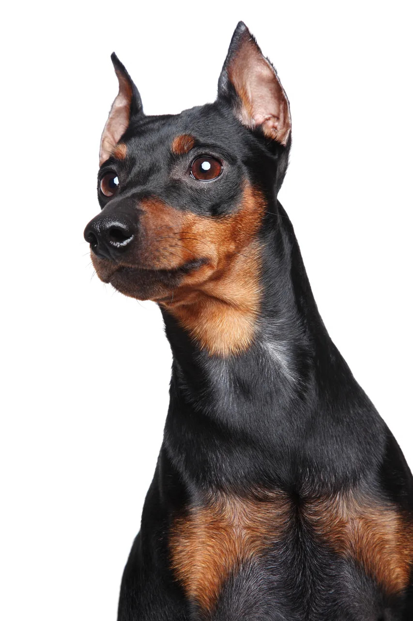 Dwergpinscher
