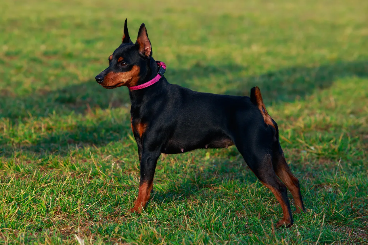 Dwergpinscher