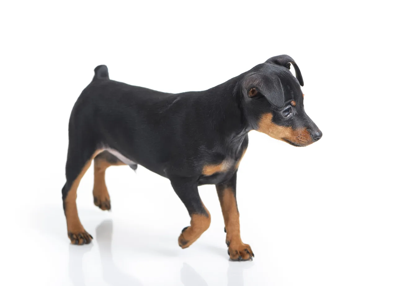 Dwergpinscher pup