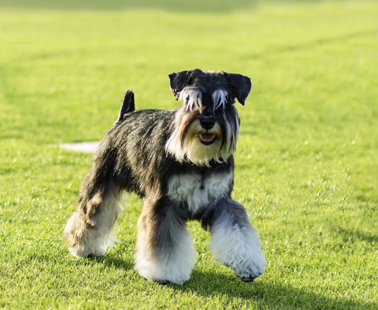 Dwergschnauzer