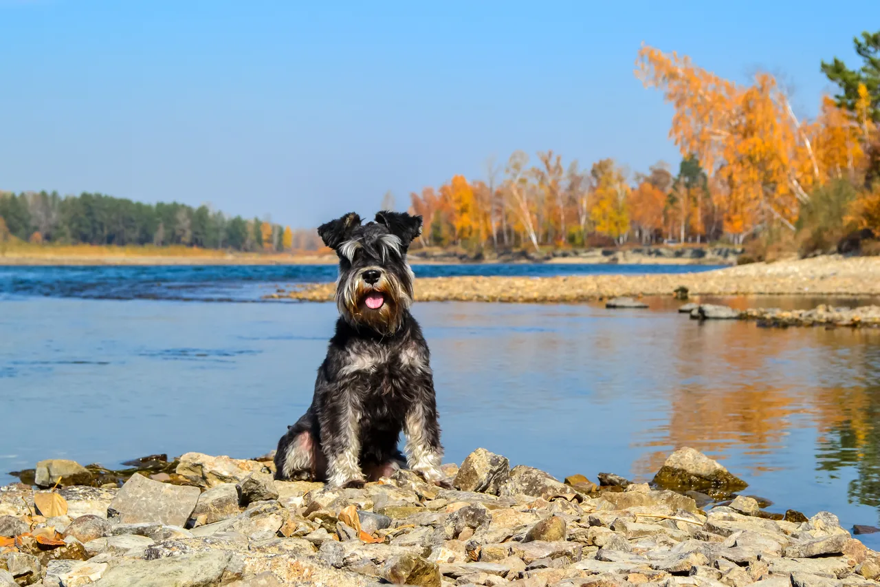 Dwergschnauzer