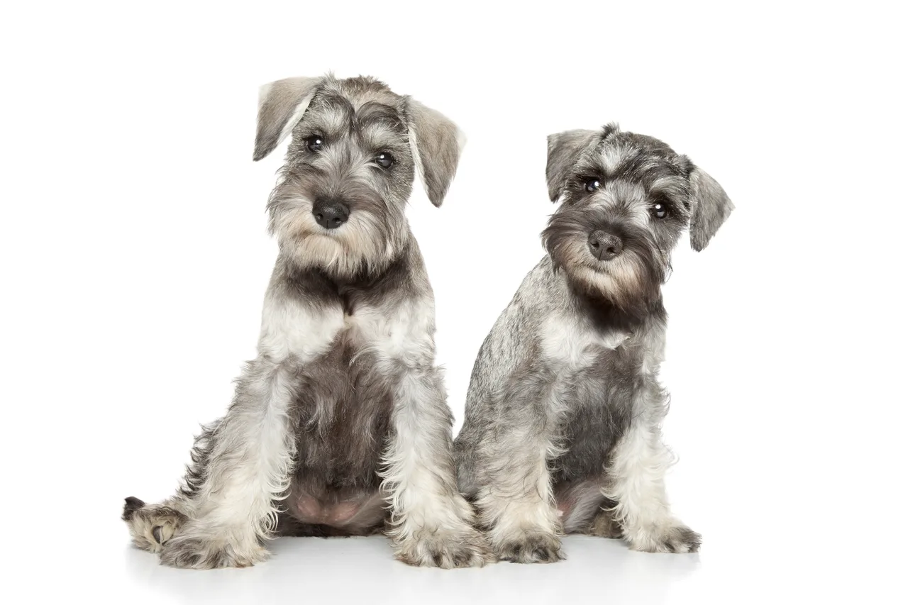Dwergschnauzer pup