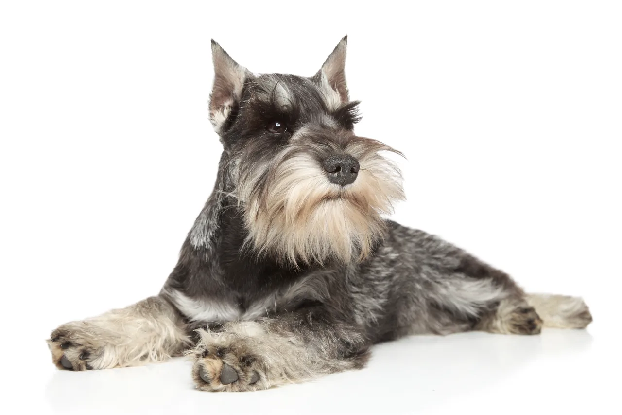Dwergschnauzer