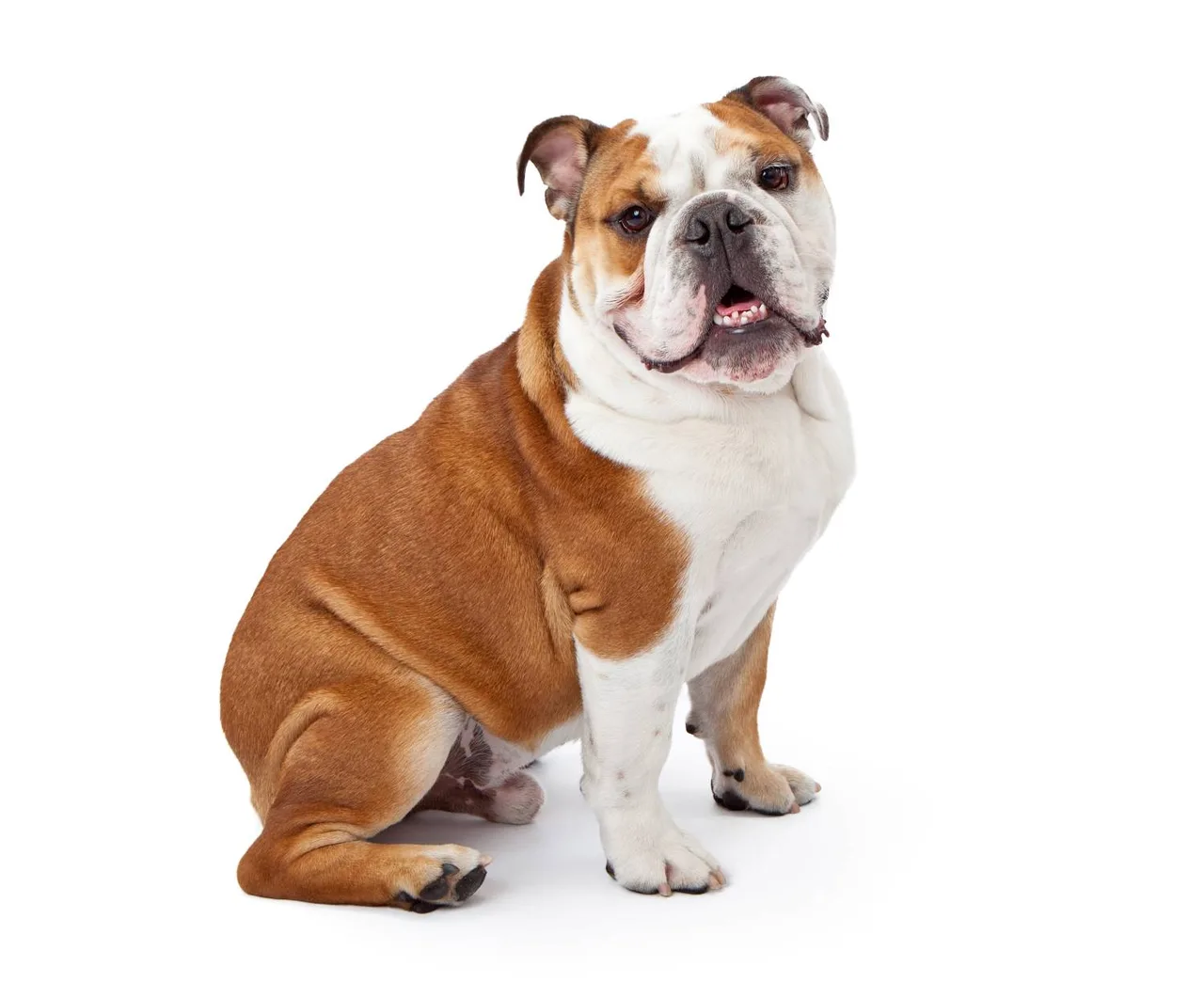 Engelse Bulldog