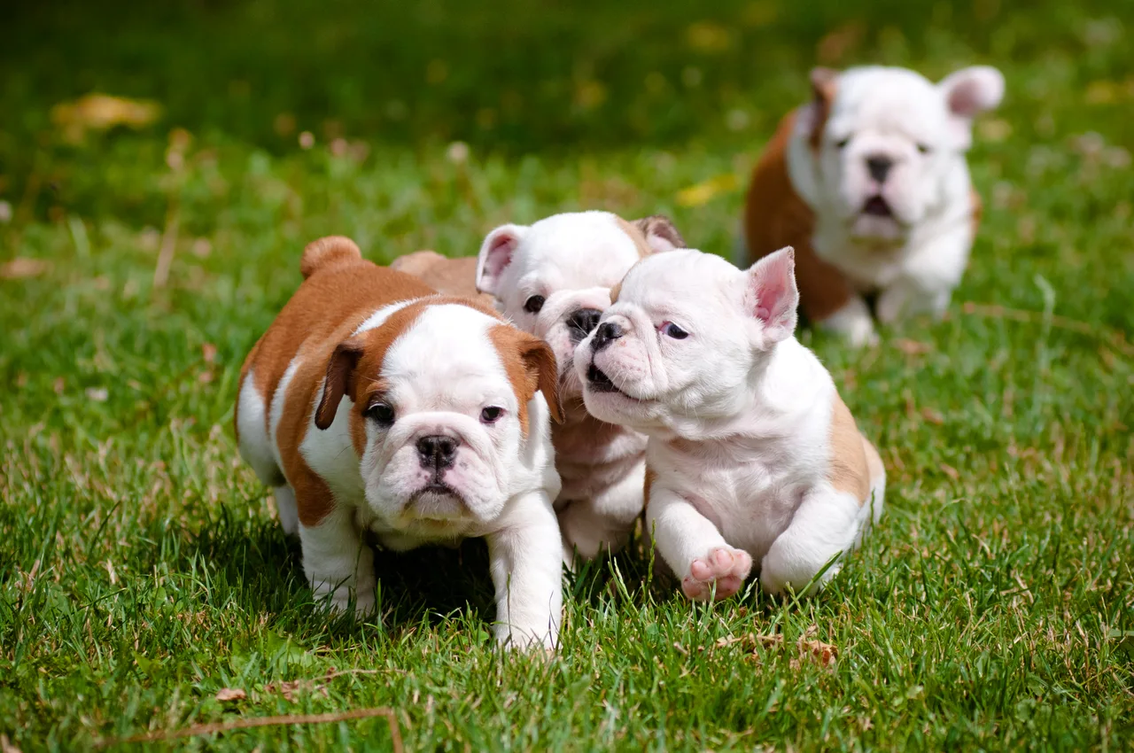 Engelse Bulldog pup