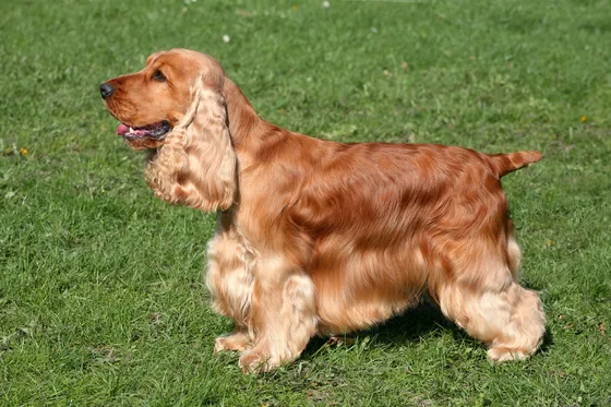 Engelse Cocker Spaniel
