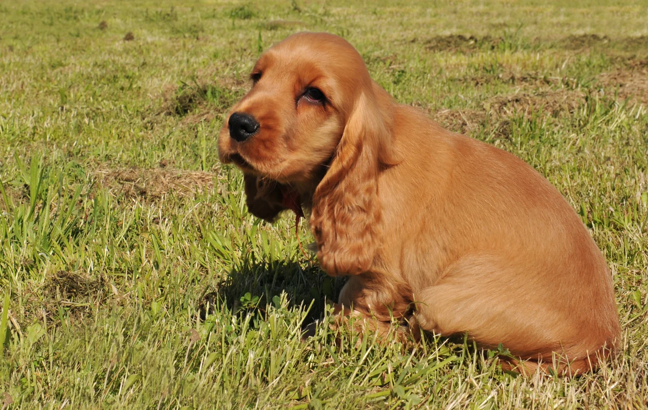 Engelse Cocker Spaniel pup