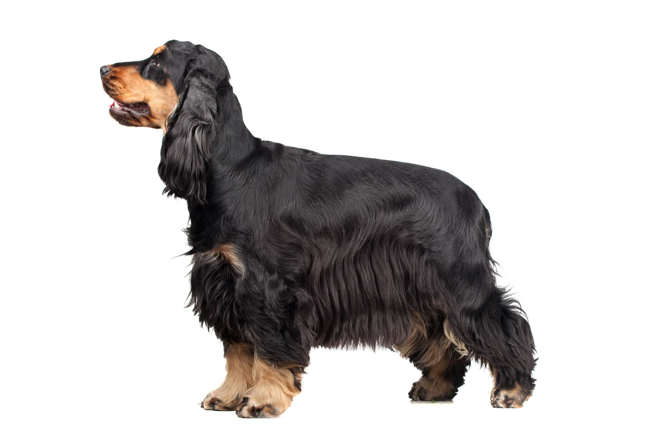 volwassen Engelse Cocker Spaniel