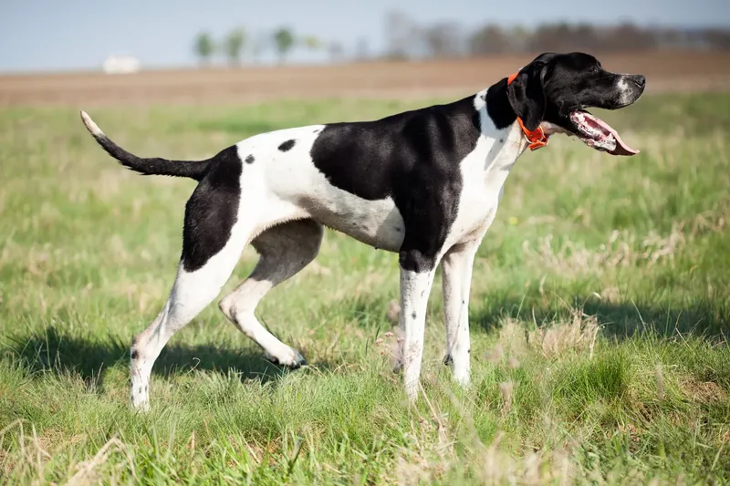 Engelse Pointer