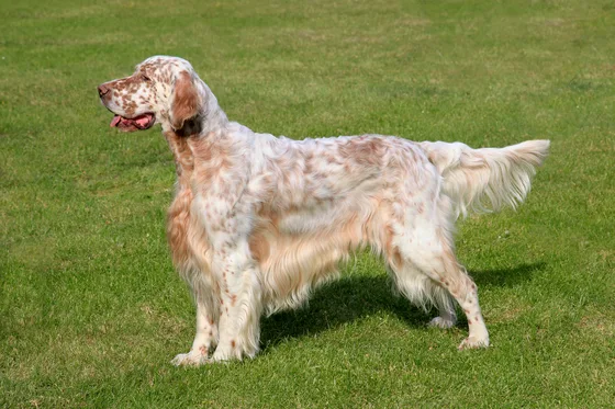 Engelse Setter