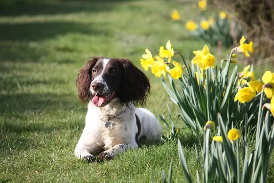 Engelse Springer Spaniel
