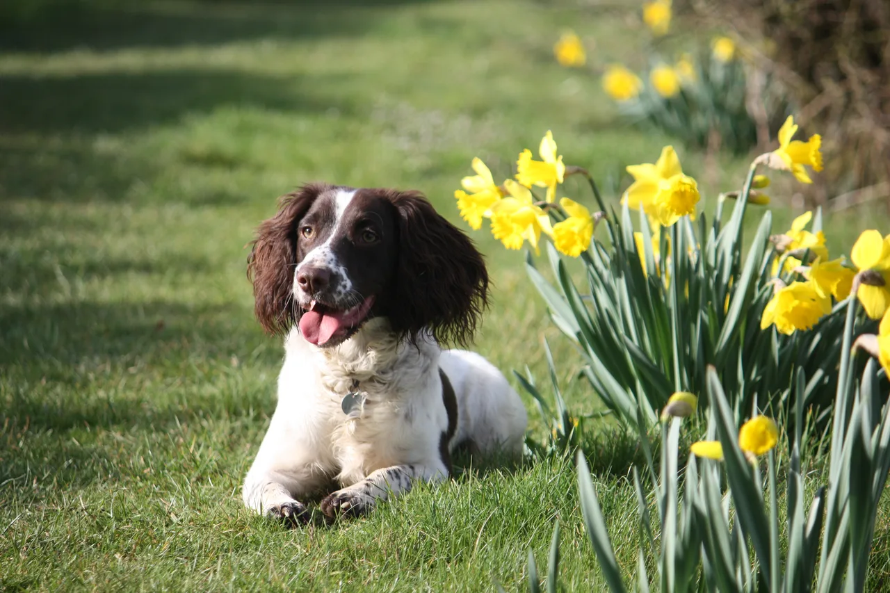 Engelse Springer Spaniel