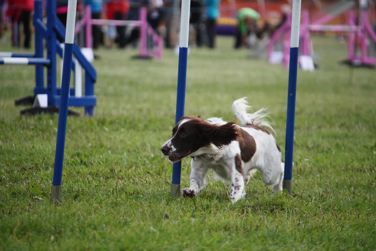 Engelse Springer Spaniel