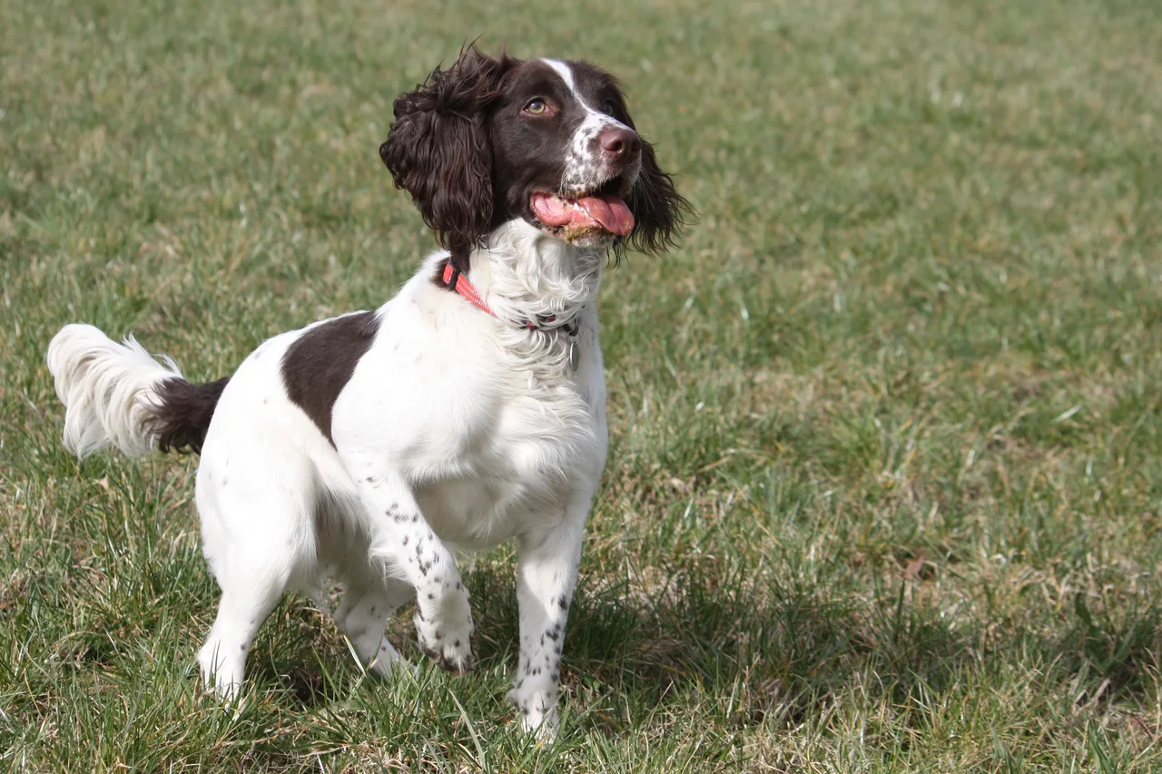 Engelse Springer Spaniel