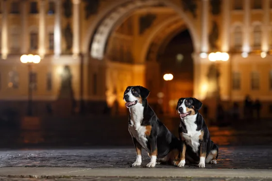 Entlebucher Sennenhond