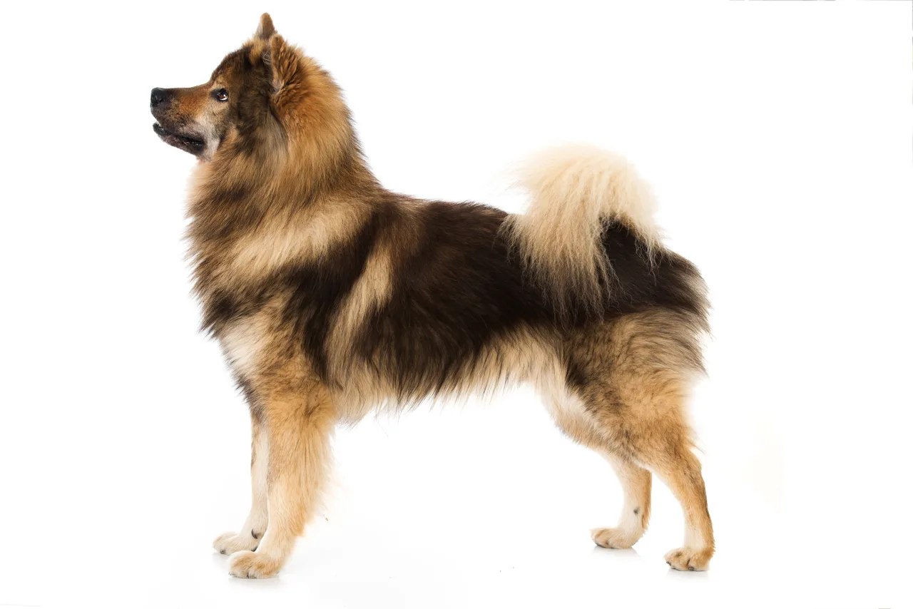 Eurasier