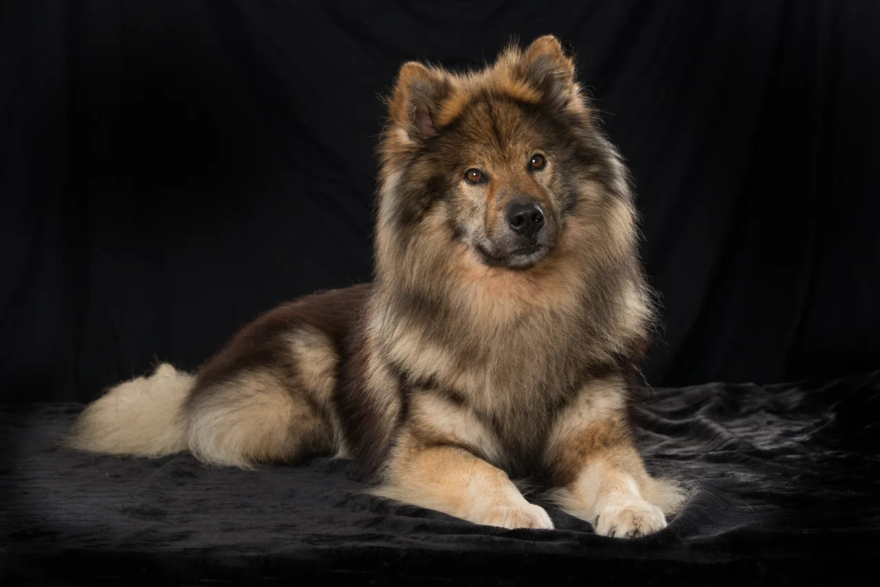 Eurasier
