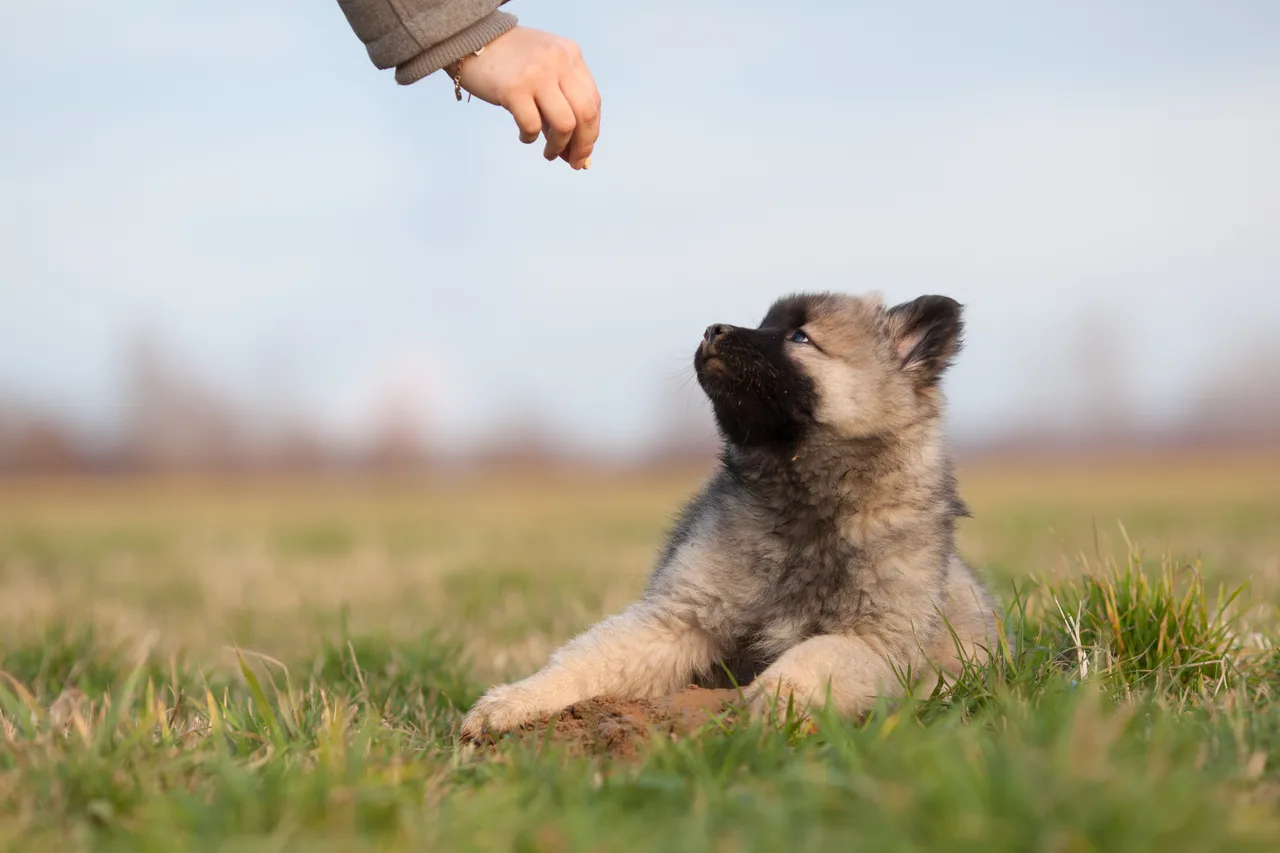 Eurasier pup