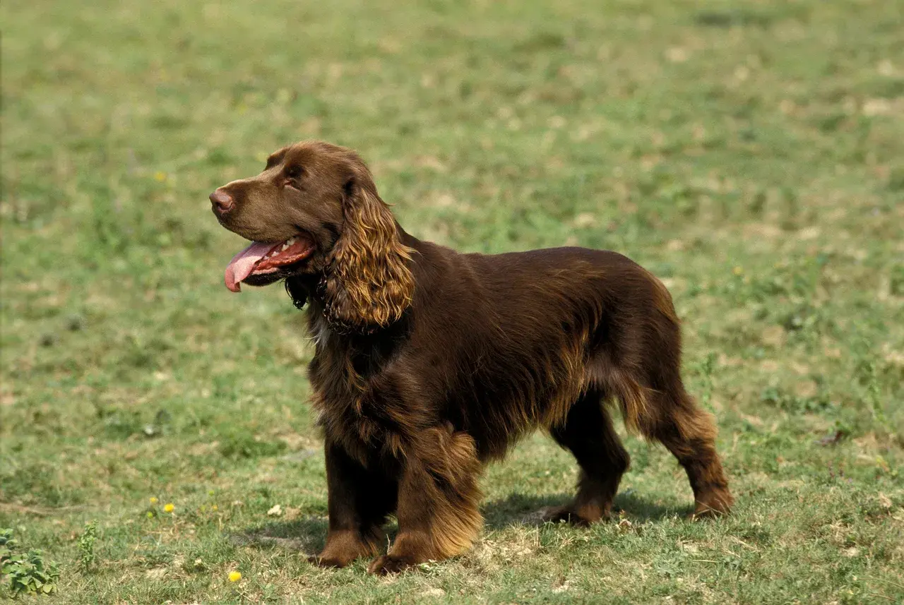 Field Spaniel