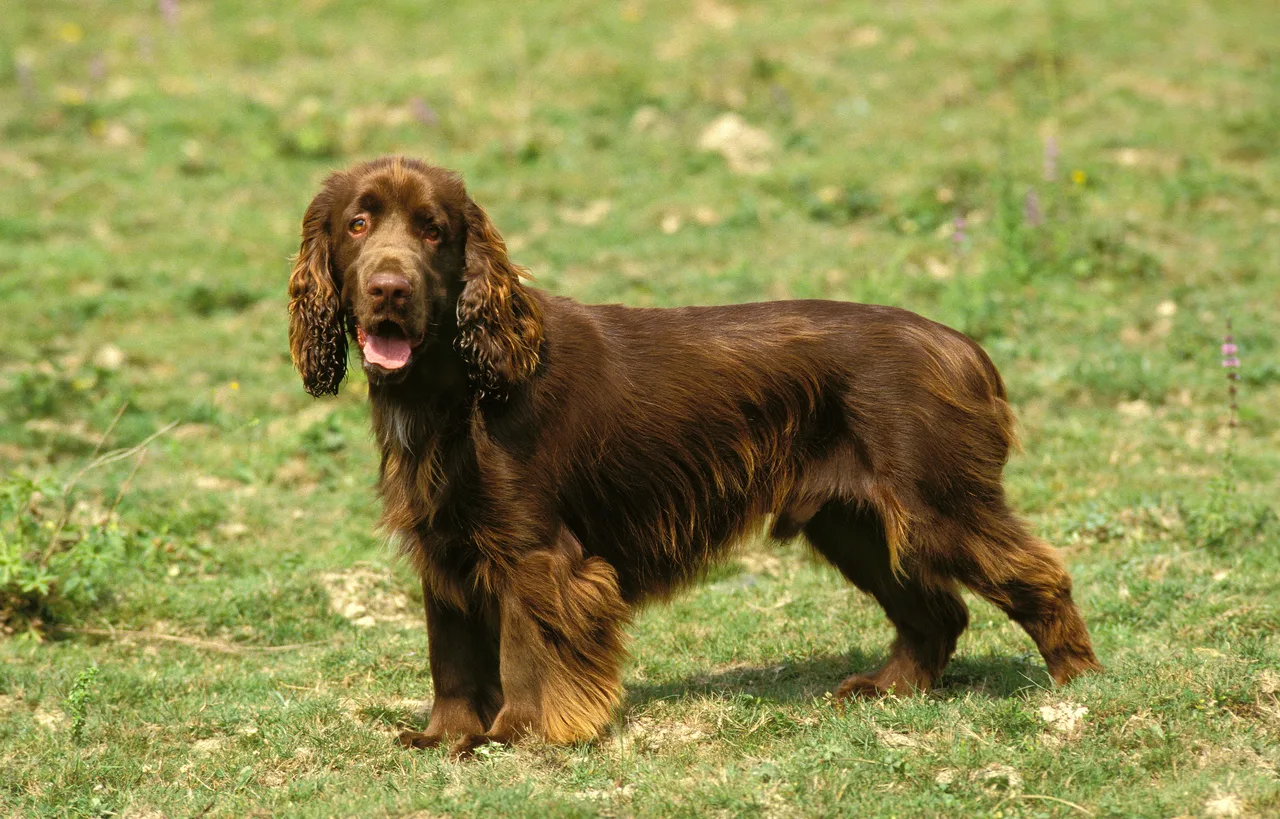 Field Spaniel
