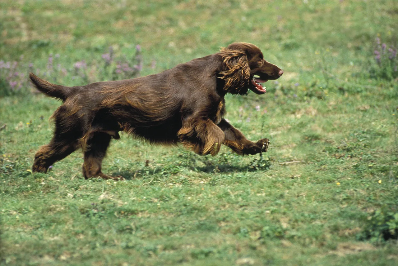 Field Spaniel