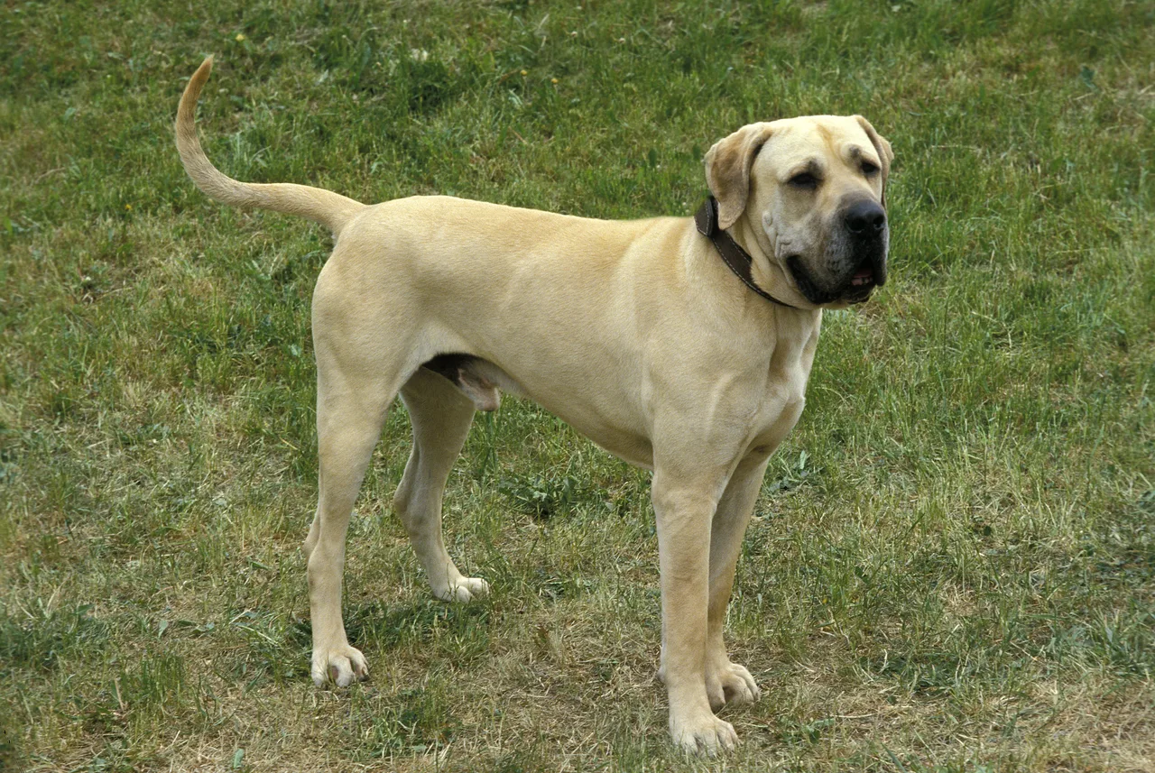 Fila Brasileiro