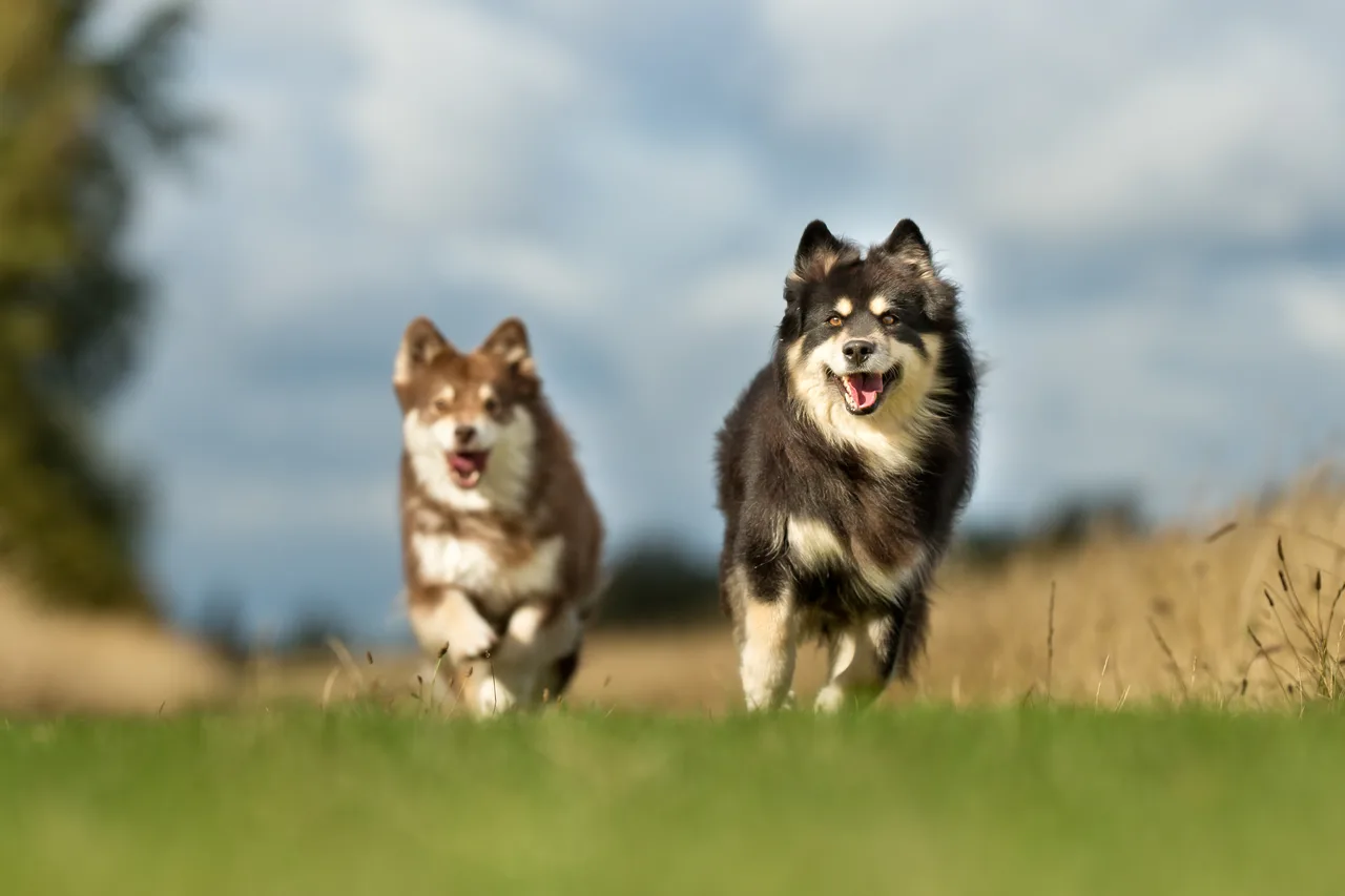 Finse Lappenhond