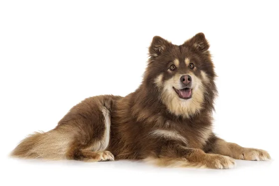 Finse Lappenhond