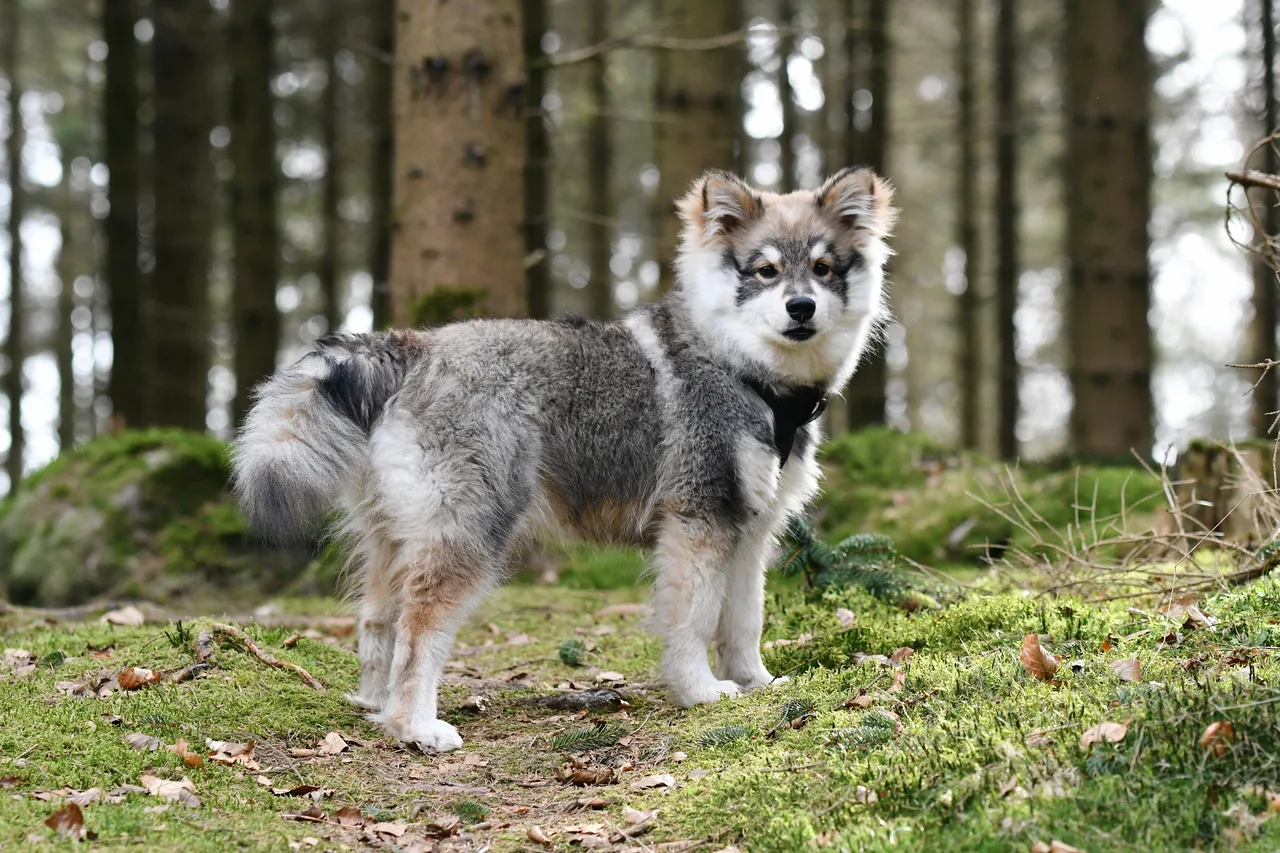 Finse Lappenhond