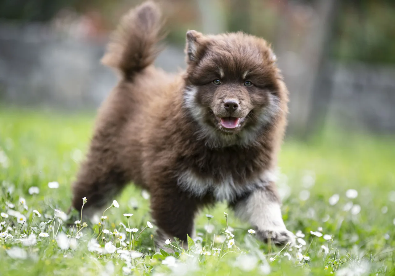 Finse Lappenhond