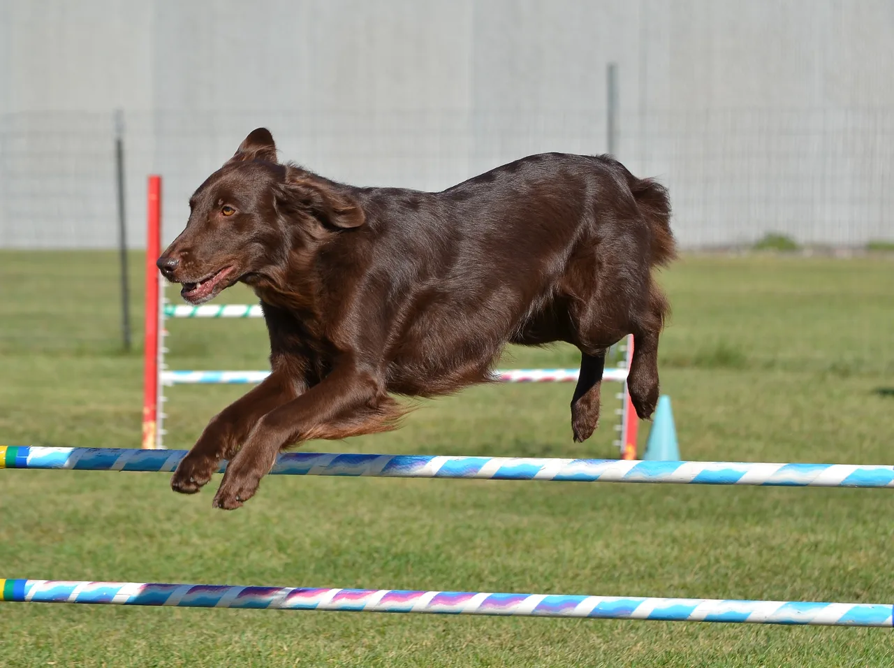 Flatcoated Retriever