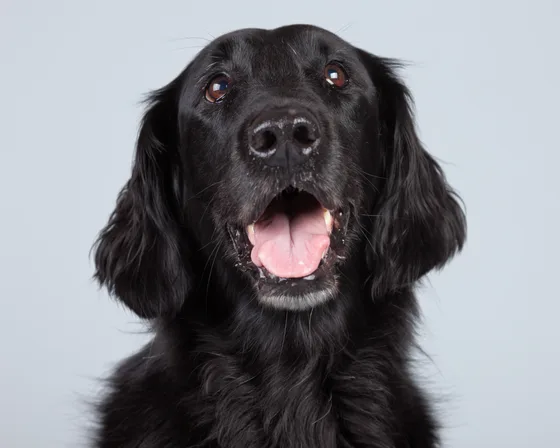 Flatcoated Retriever