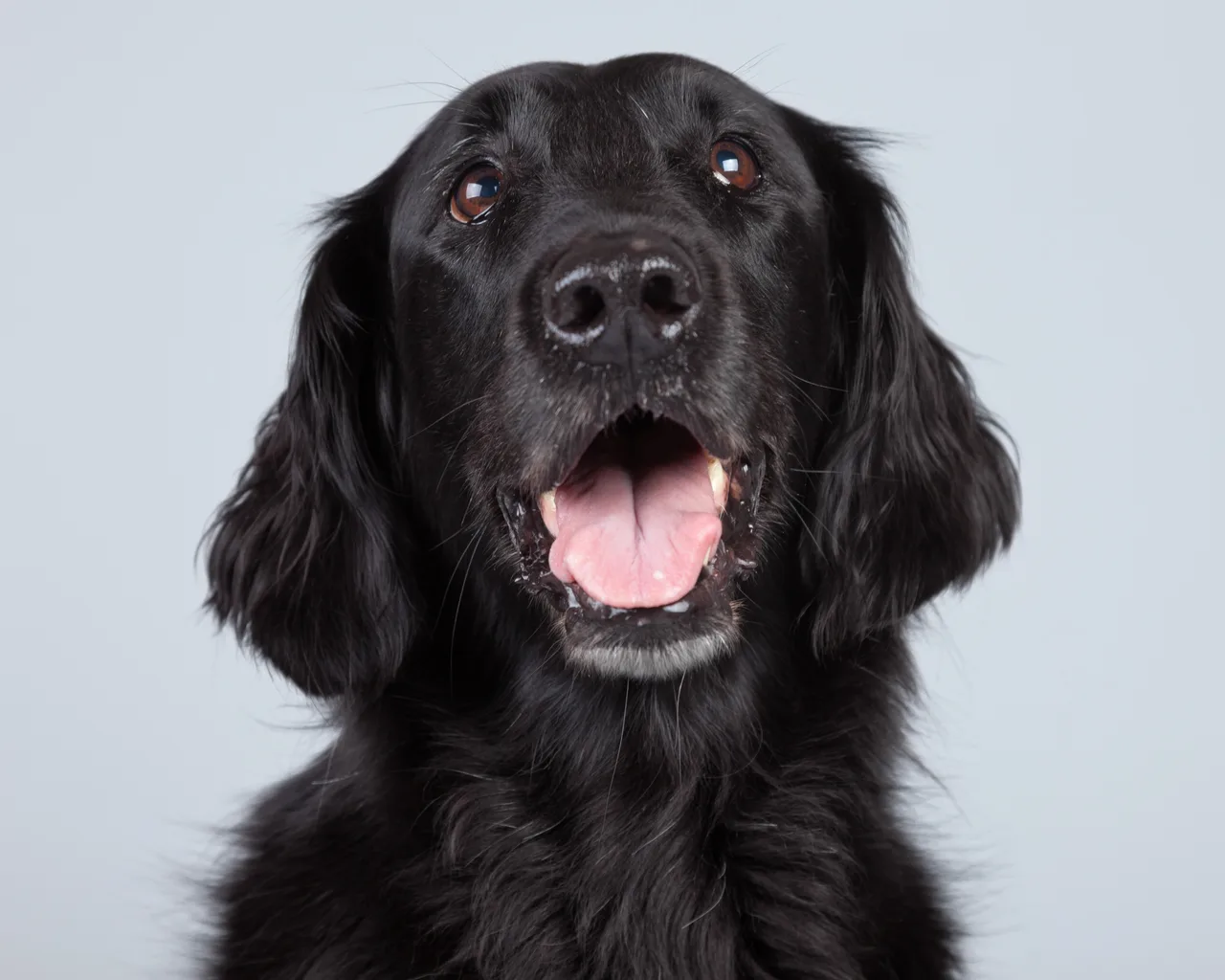 Flatcoated Retriever