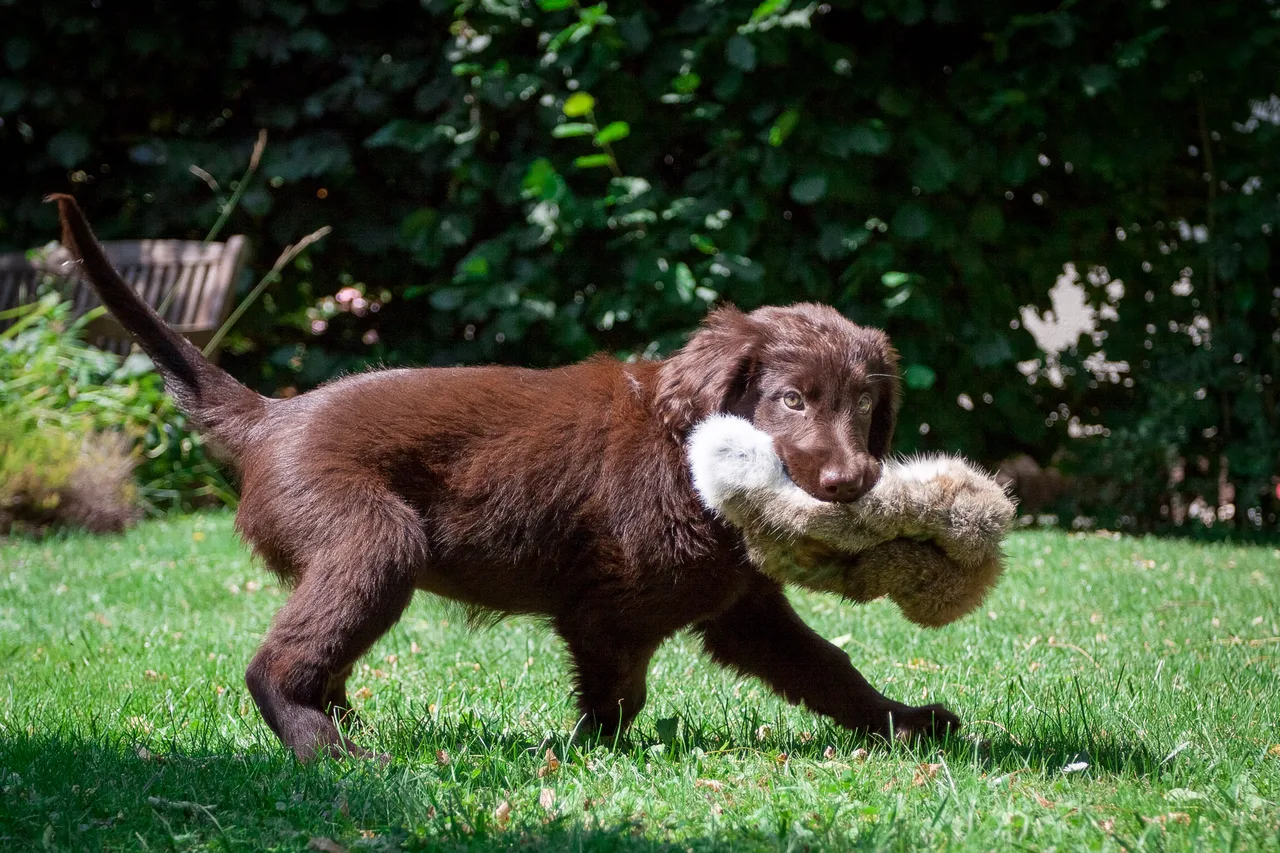 Flatcoated Retriever pup