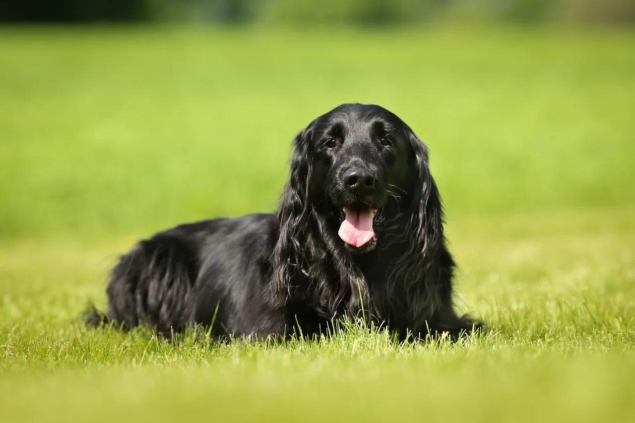 Flatcoated Retriever