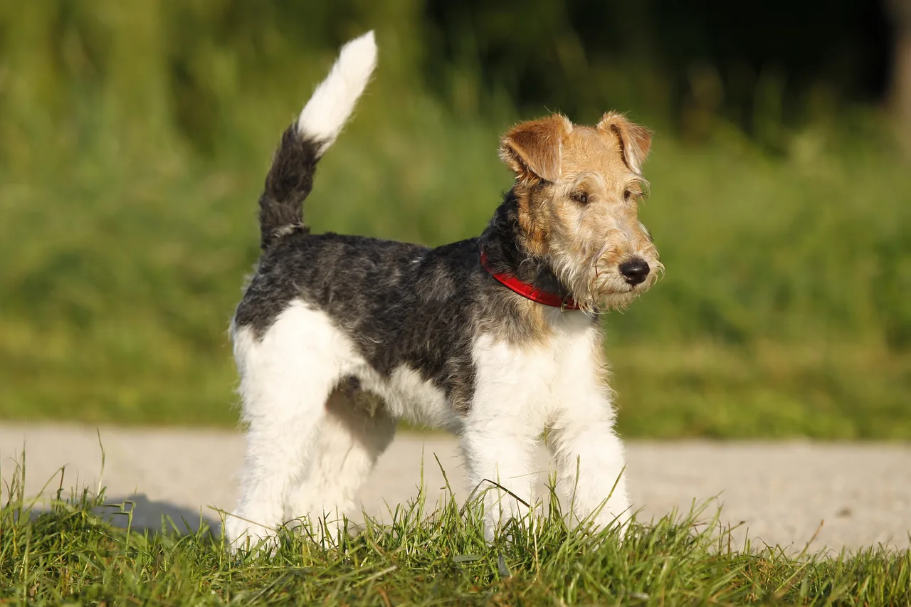 Foxterrier Draadhaar