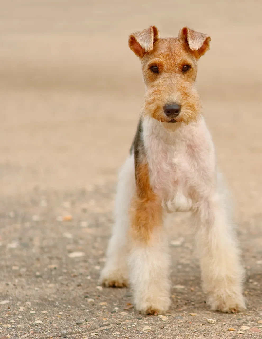 Foxterrier Draadhaar