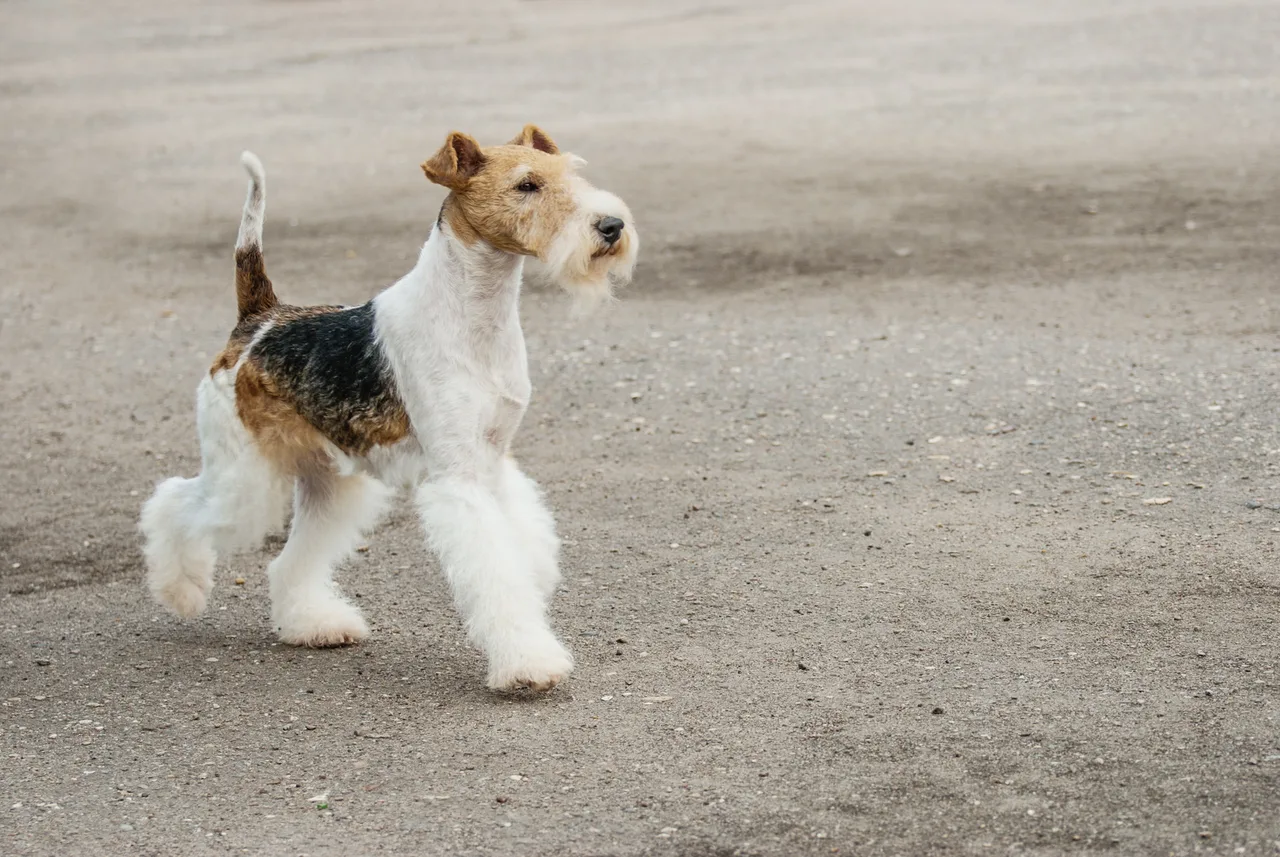 Foxterrier Draadhaar